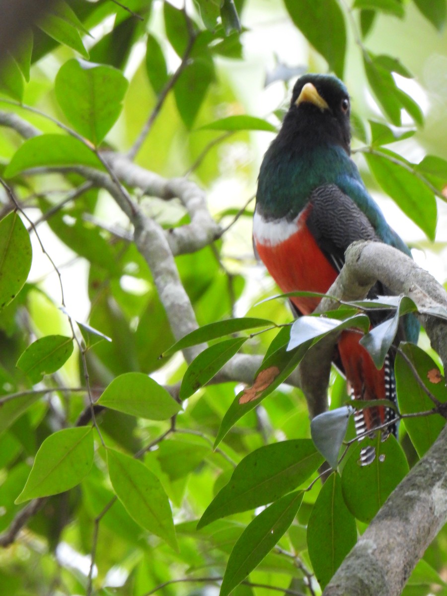 Collared Trogon - ML620349529