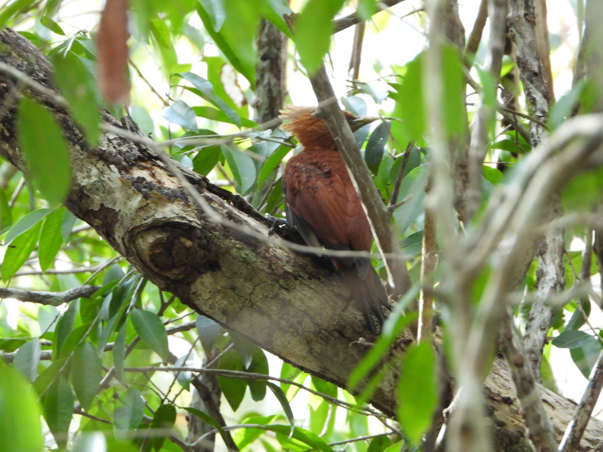 Chestnut-colored Woodpecker - ML620349542