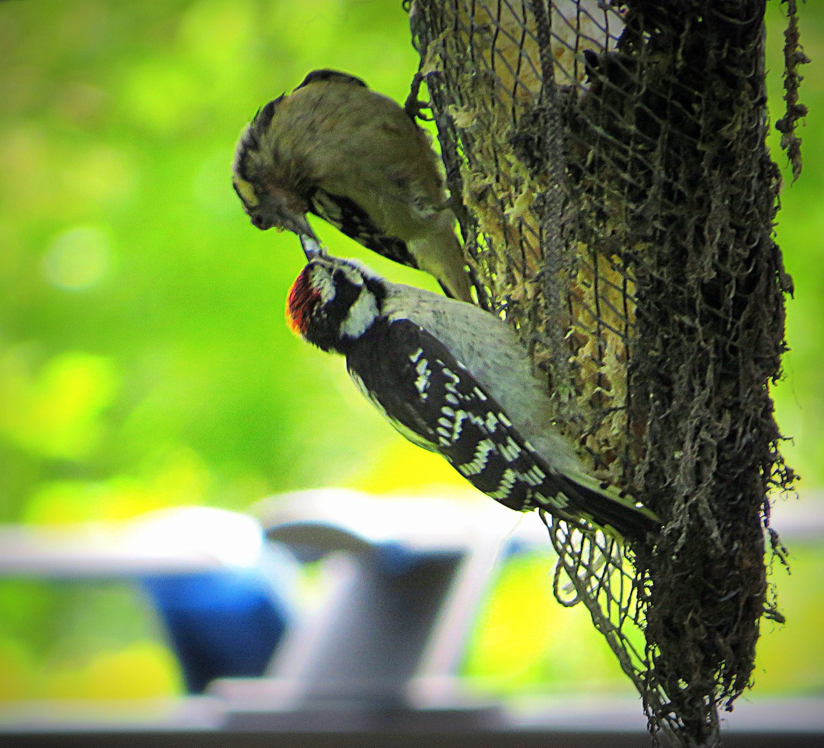 Downy Woodpecker - ML620349549