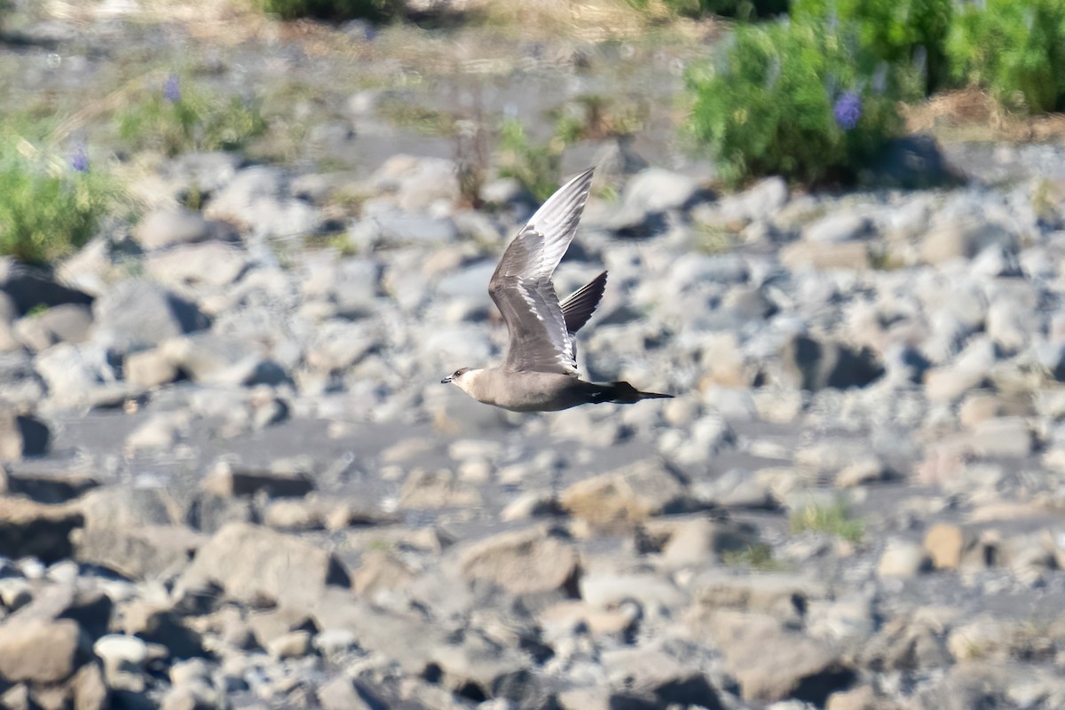 Parasitic Jaeger - ML620349554