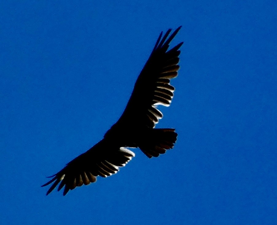 Turkey Vulture - ML620349563