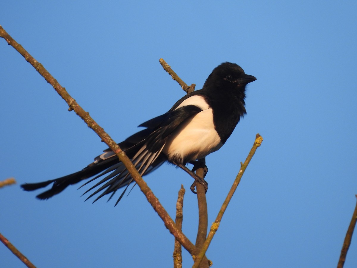 Eurasian Magpie - ML620349564