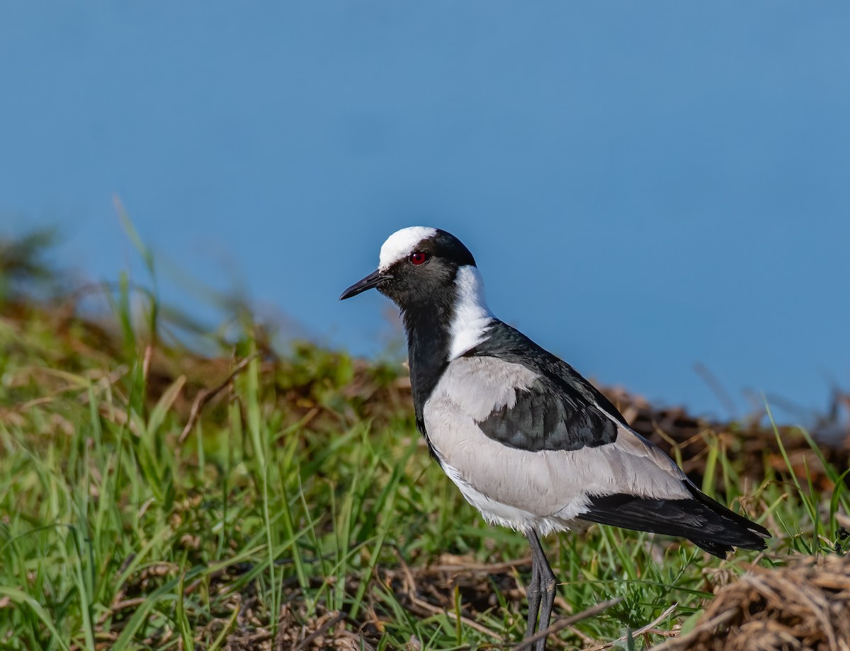 Blacksmith Lapwing - ML620349565