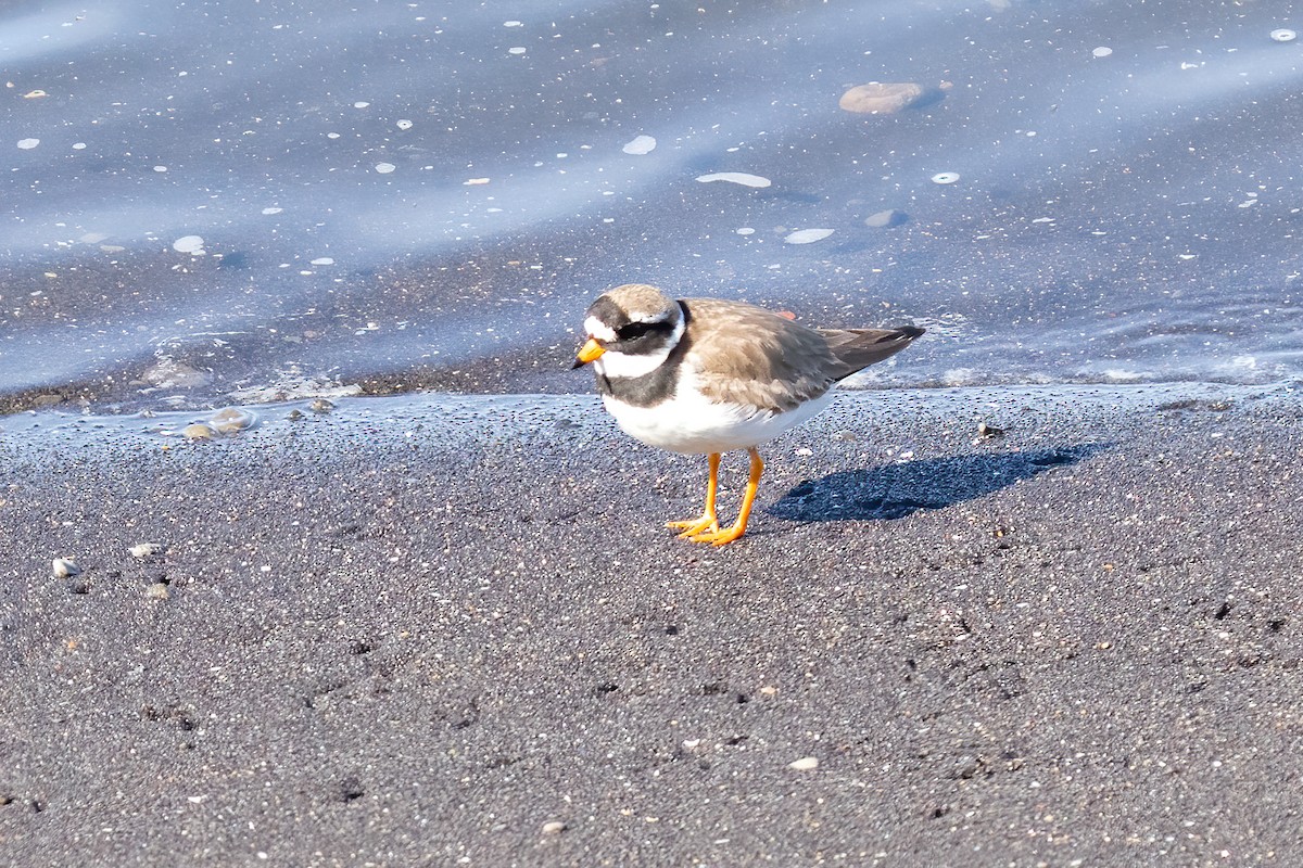 Common Ringed Plover - ML620349567