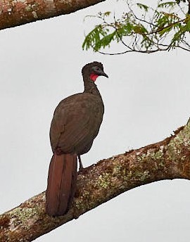 Crested Guan - ML620349574
