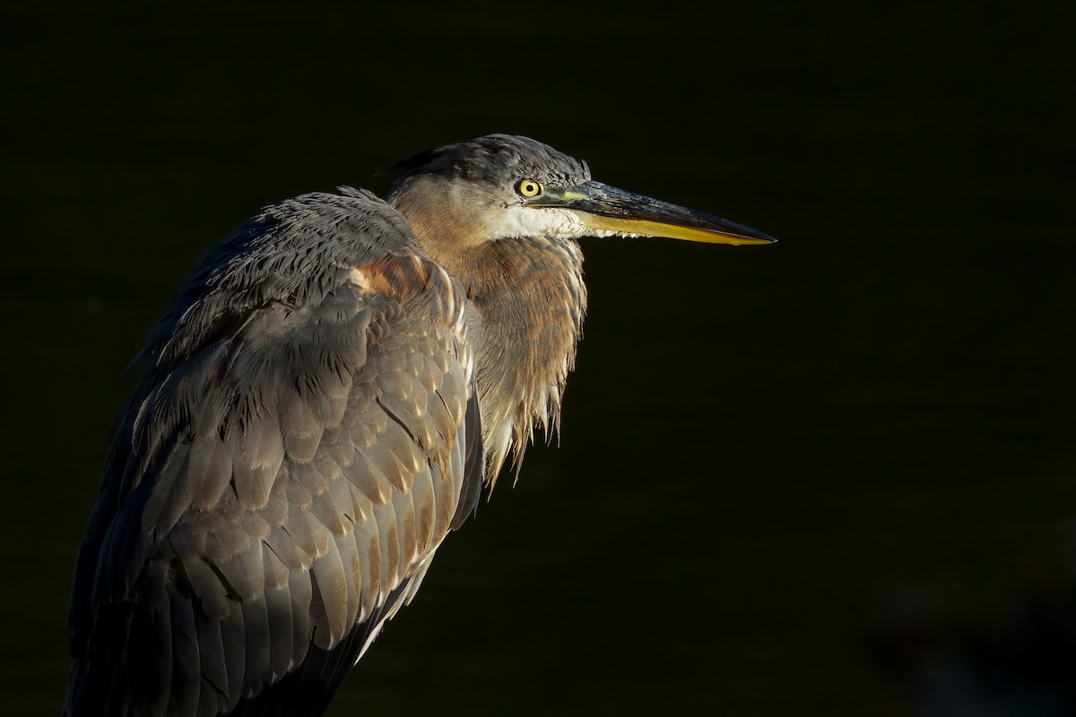 Great Blue Heron - ML620349576