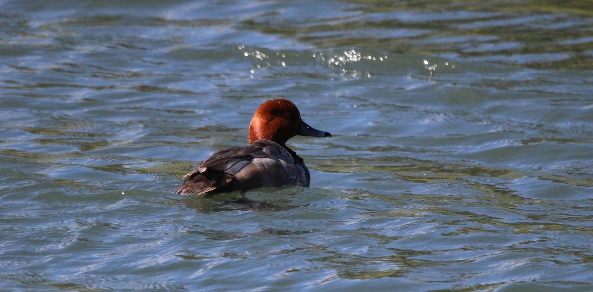 Redhead - ML620349580