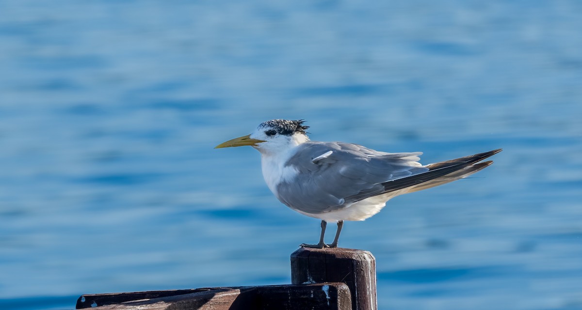 Great Crested Tern - ML620349581