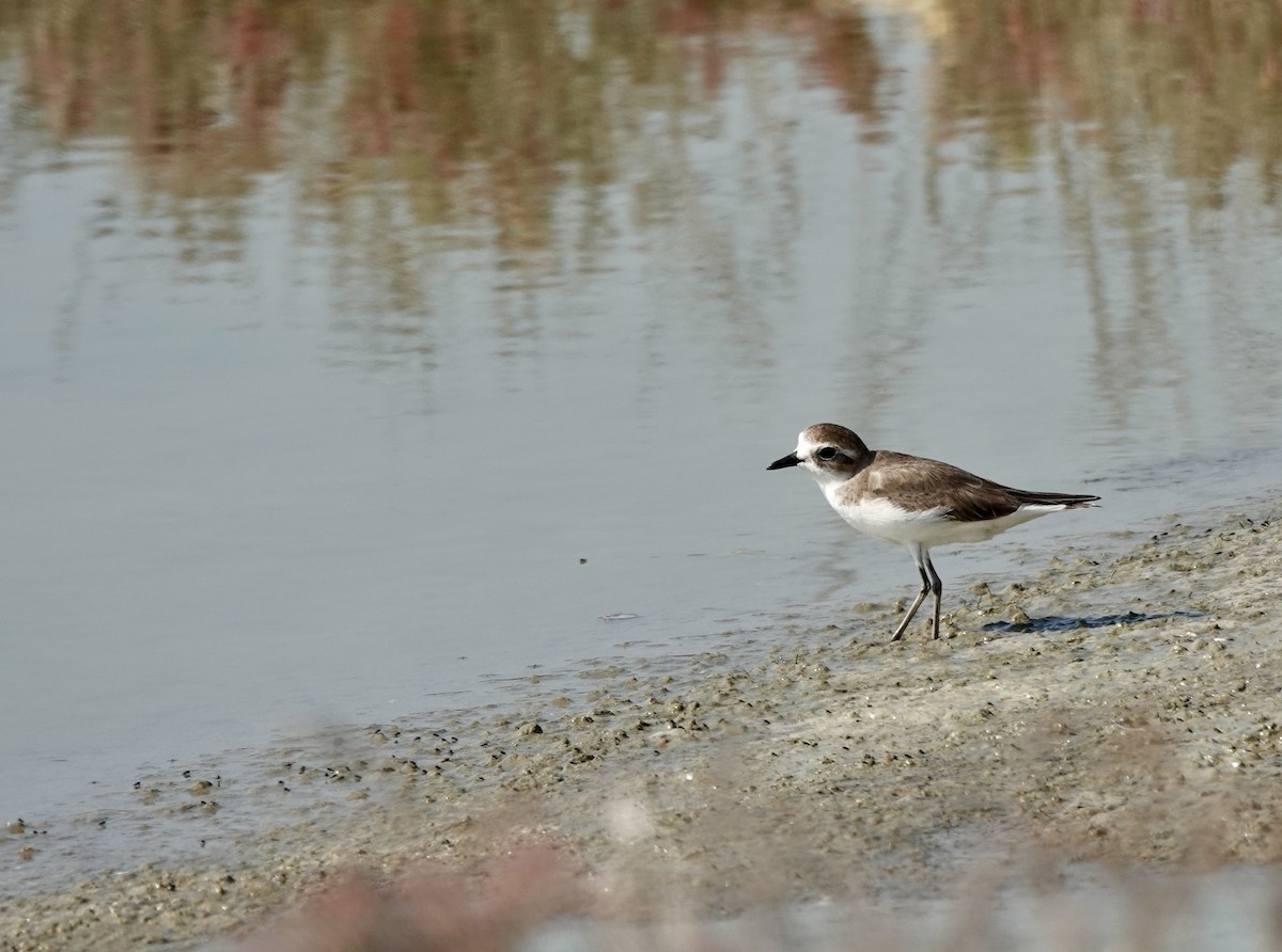 Tibetan Sand-Plover - ML620349584