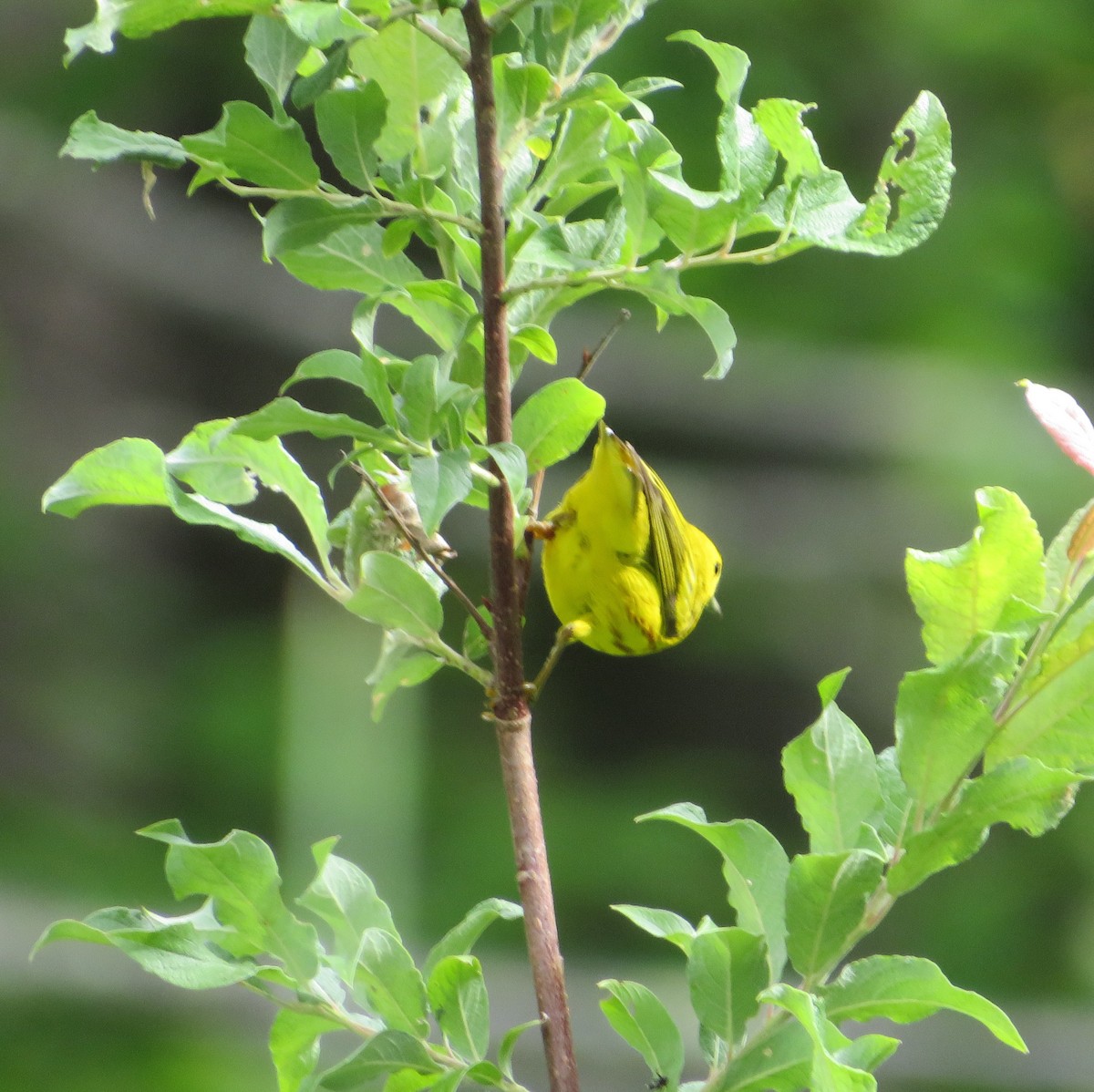 Yellow Warbler - ML620349587