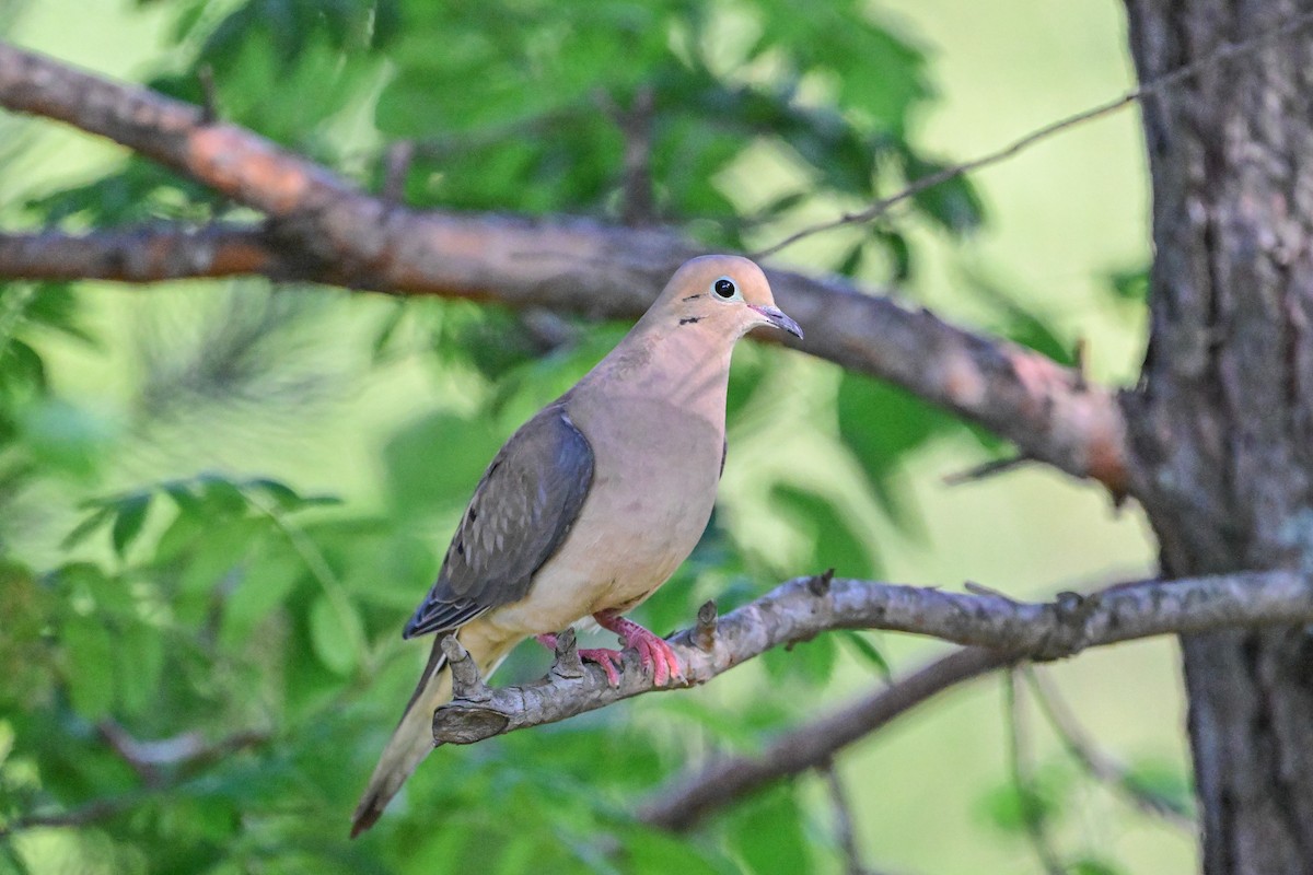 Mourning Dove - ML620349591