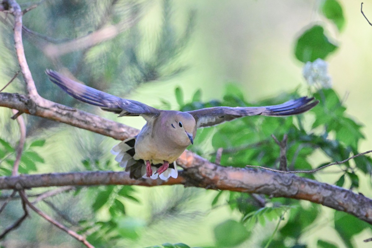 Mourning Dove - ML620349593