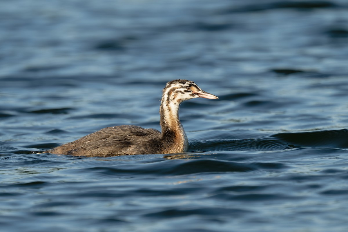 Great Crested Grebe - ML620349599