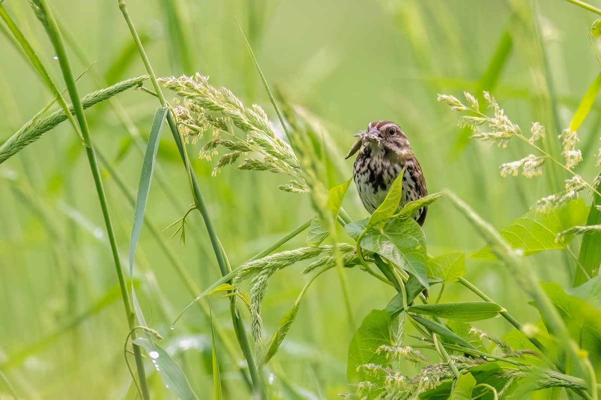 Song Sparrow - ML620349606