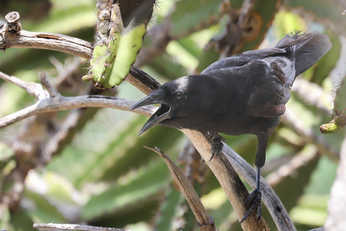 Hispaniolan Palm-Crow - Clayton Borzini