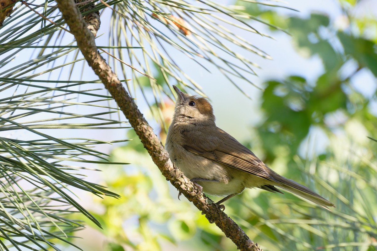 Eurasian Blackcap - ML620349608