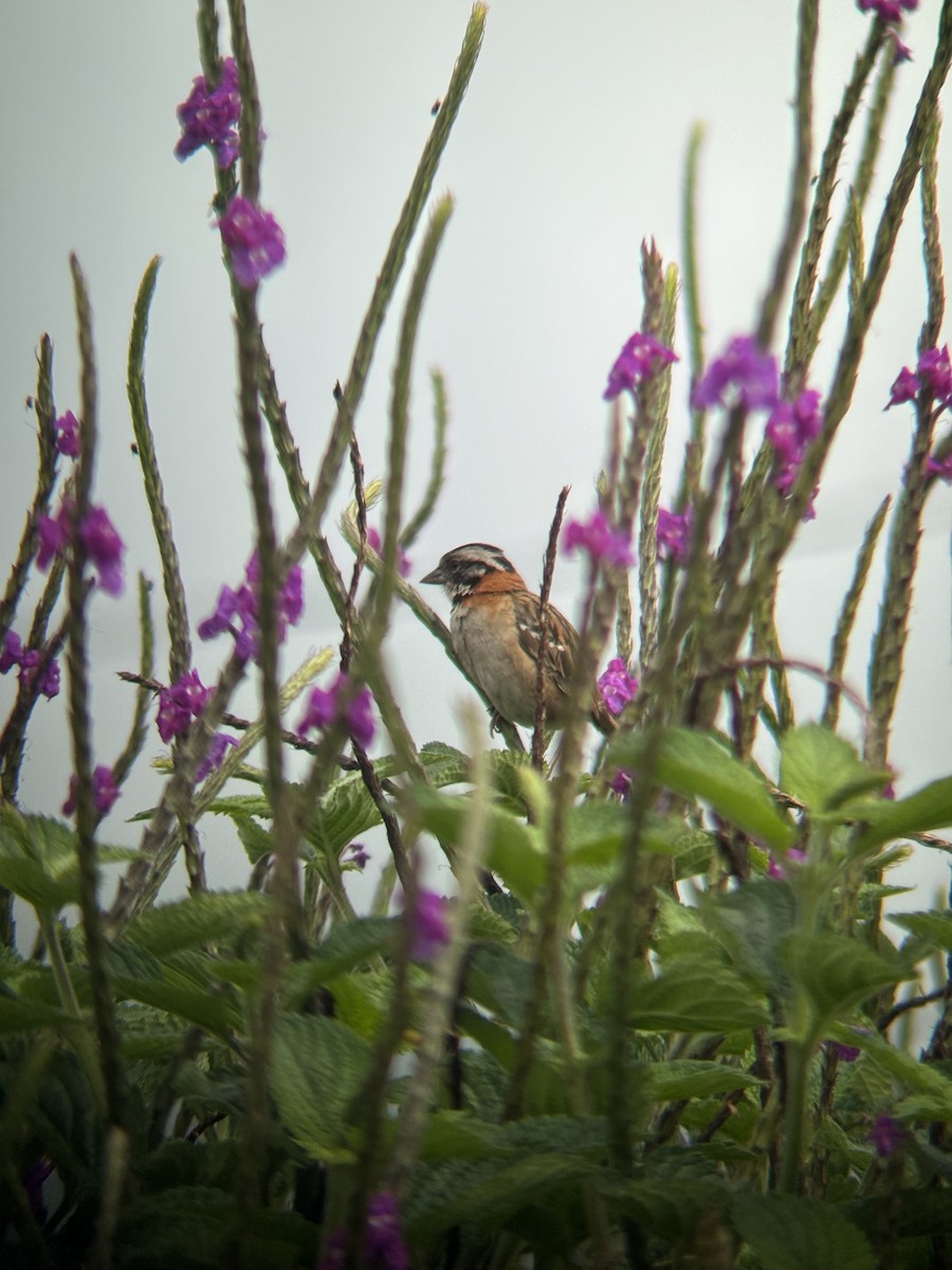 Rufous-collared Sparrow - ML620349634