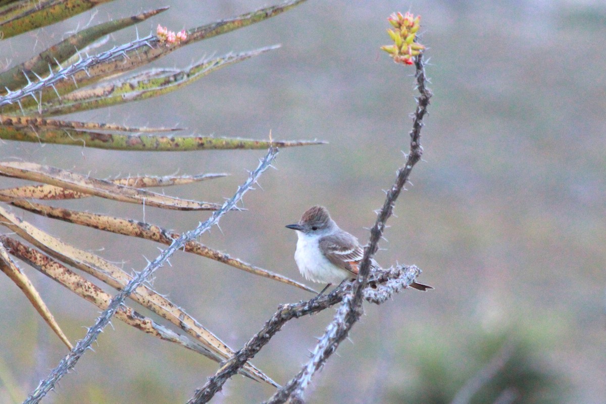 Ash-throated Flycatcher - ML620349642