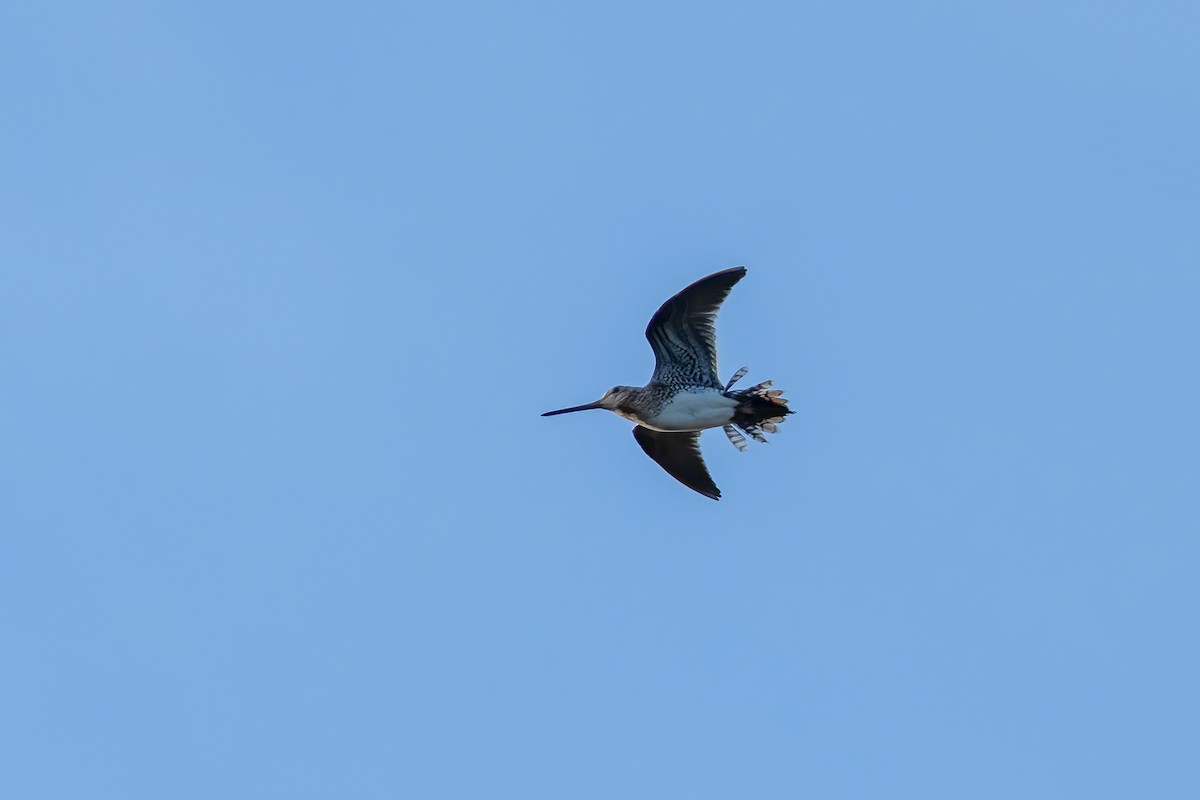 Common Snipe - ML620349647