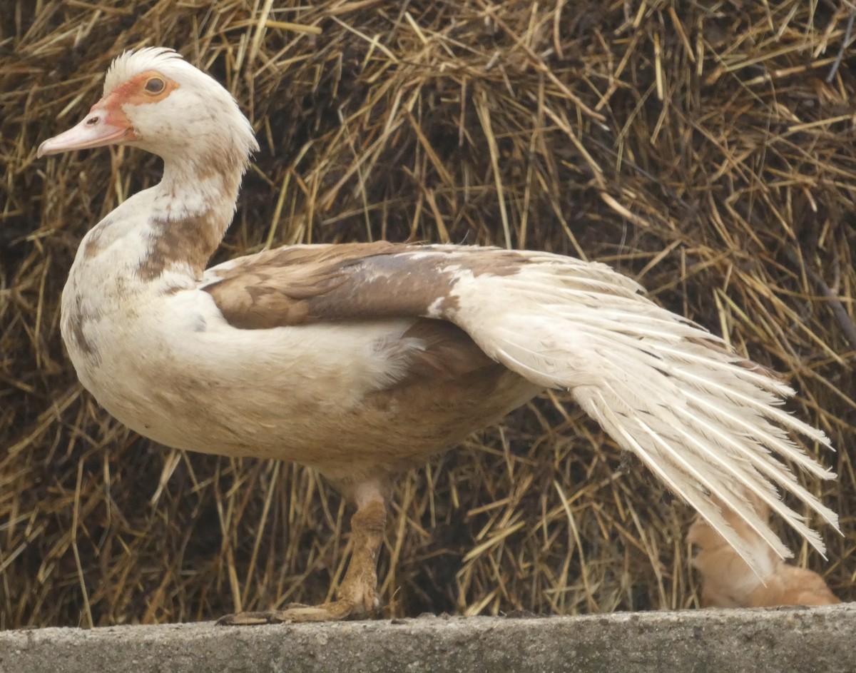 Muscovy Duck (Domestic type) - ML620349661