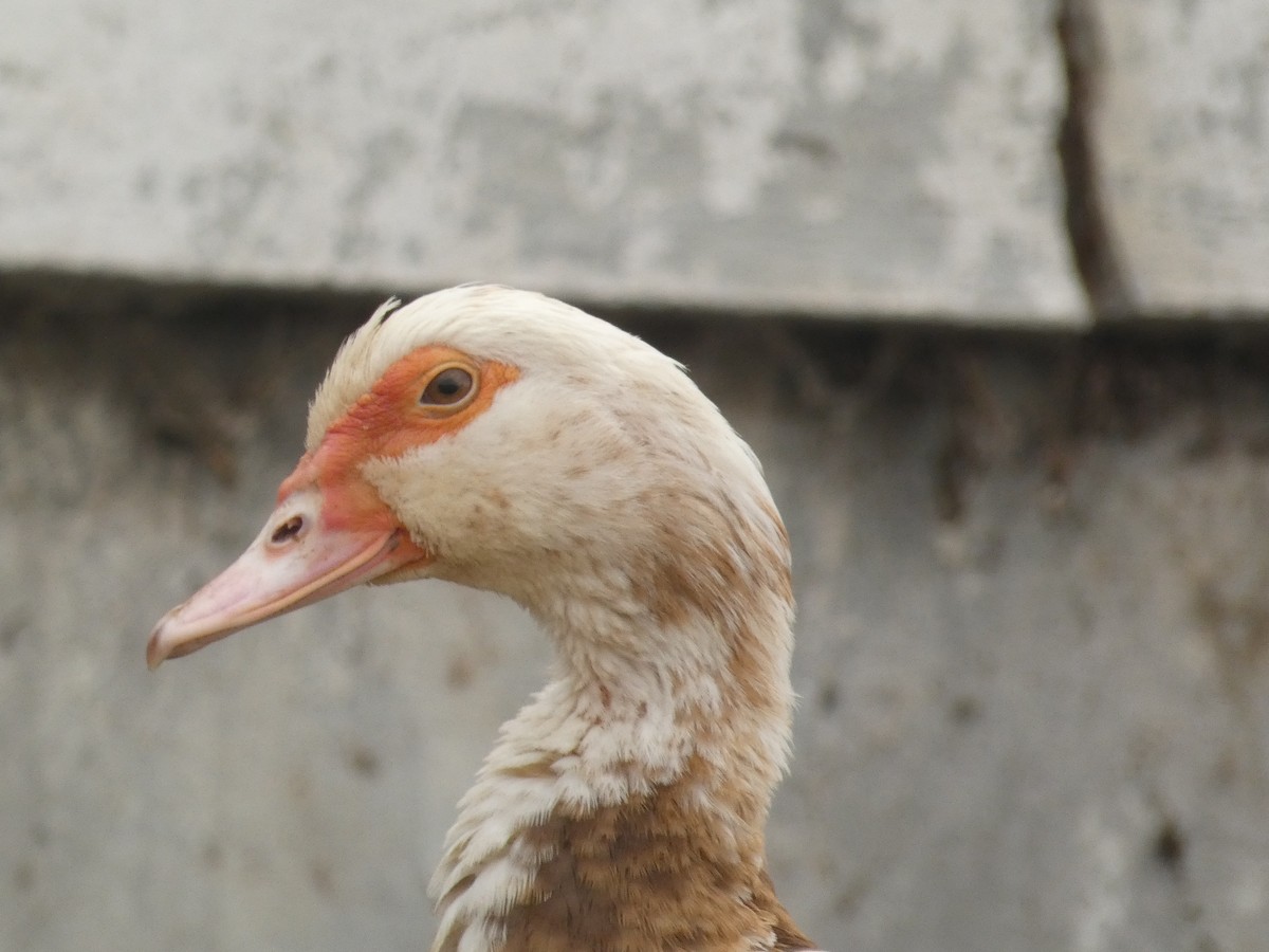Muscovy Duck (Domestic type) - ML620349662