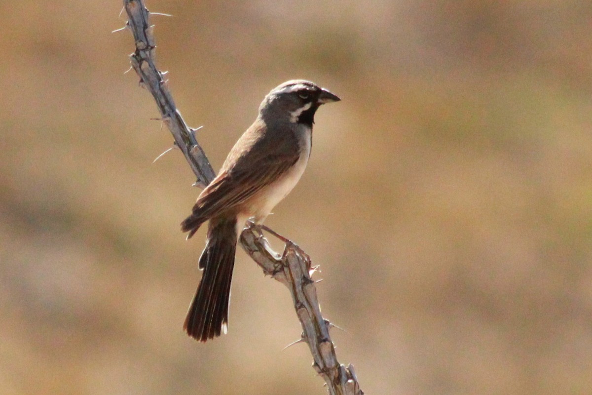 Black-throated Sparrow - ML620349670