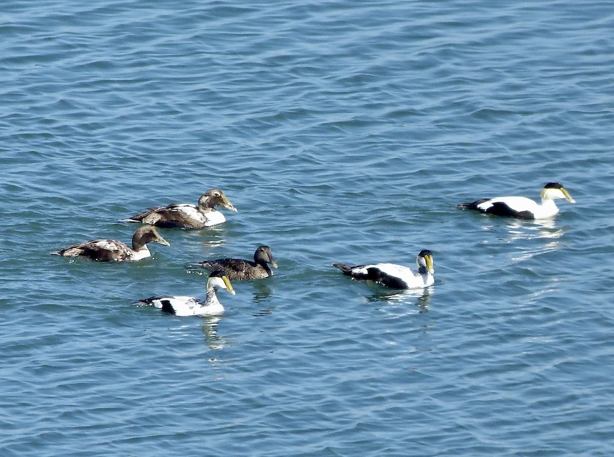 Common Eider (Dresser's) - ML620349674