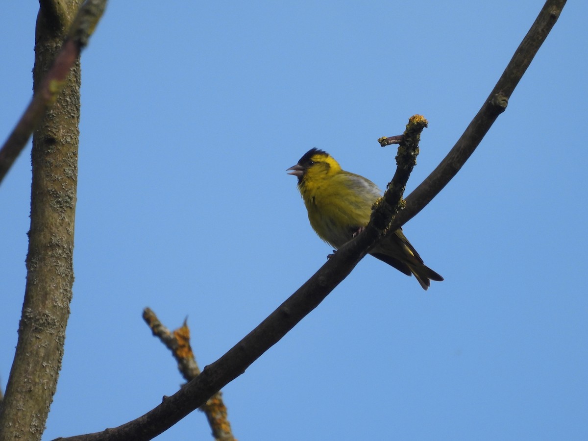 Eurasian Siskin - ML620349690