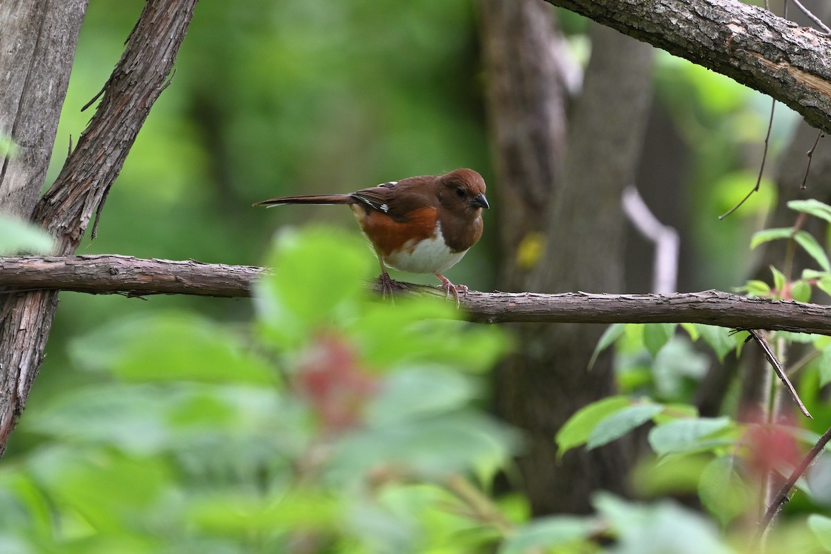 Eastern Towhee - ML620349693