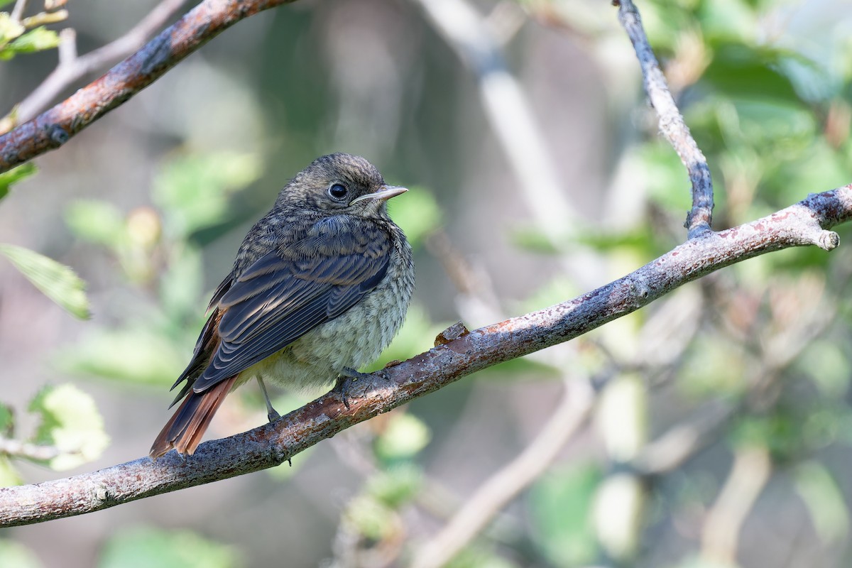 Common Redstart - ML620349694