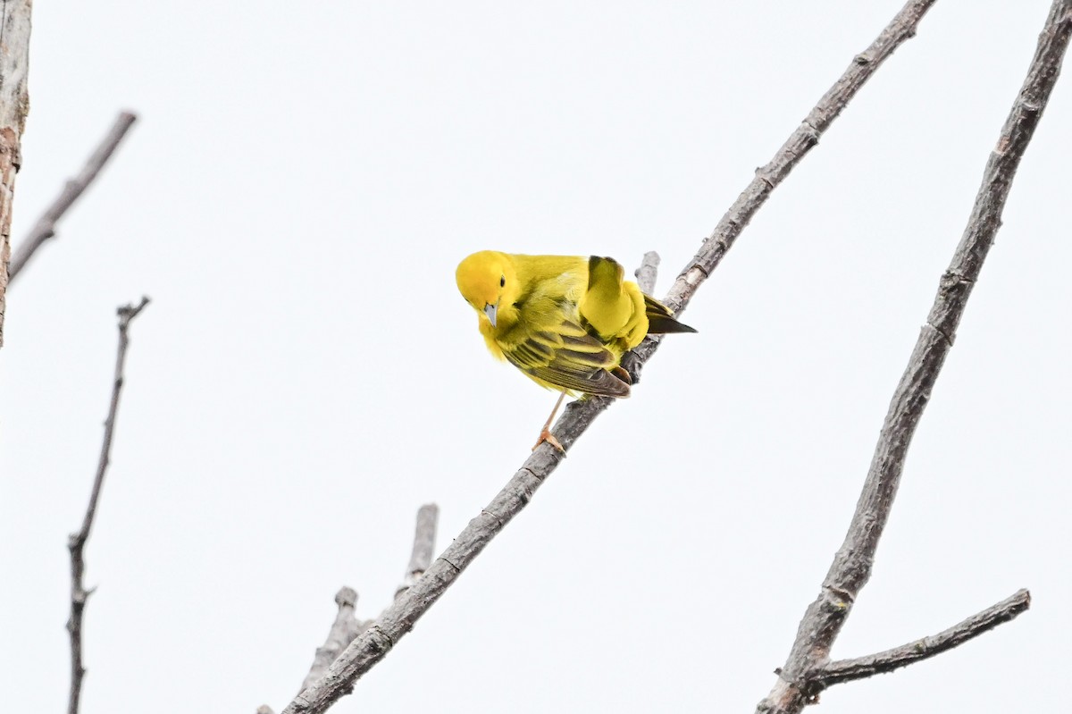 Yellow Warbler - ML620349702