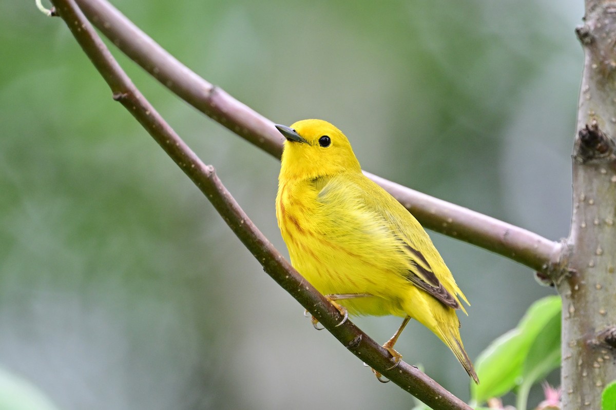 Yellow Warbler - ML620349705