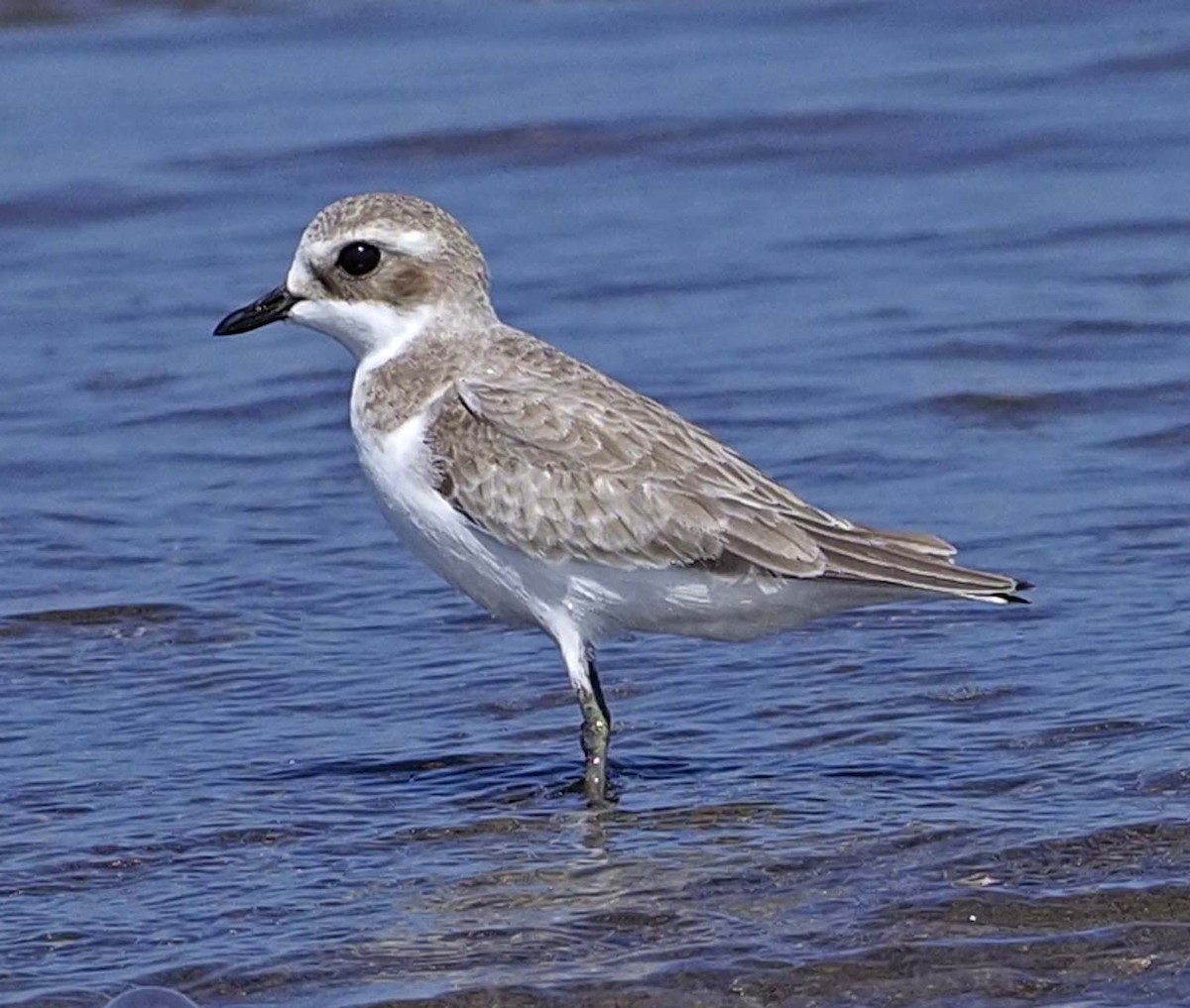 Tibetan Sand-Plover - ML620349715