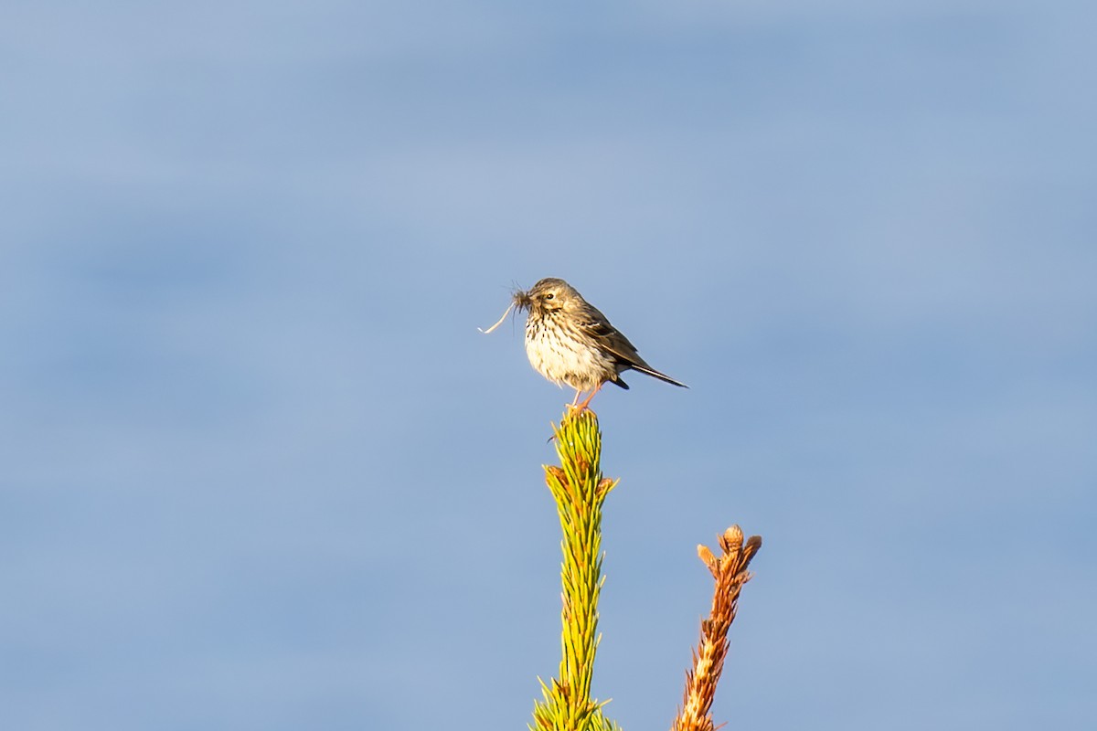 Meadow Pipit - ML620349726