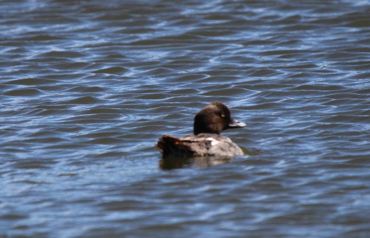 Common Goldeneye - ML620349732