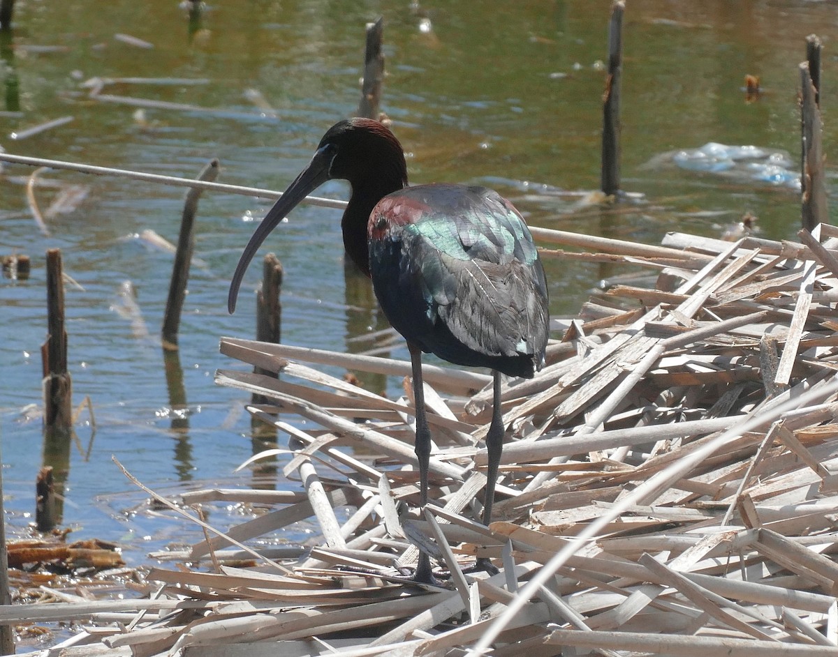 ibis hnědý - ML620349734