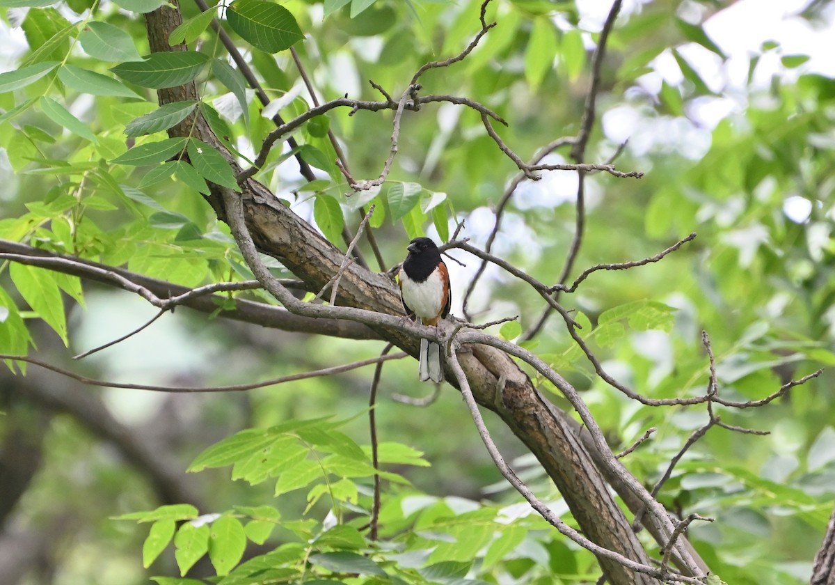 Eastern Towhee - ML620349739