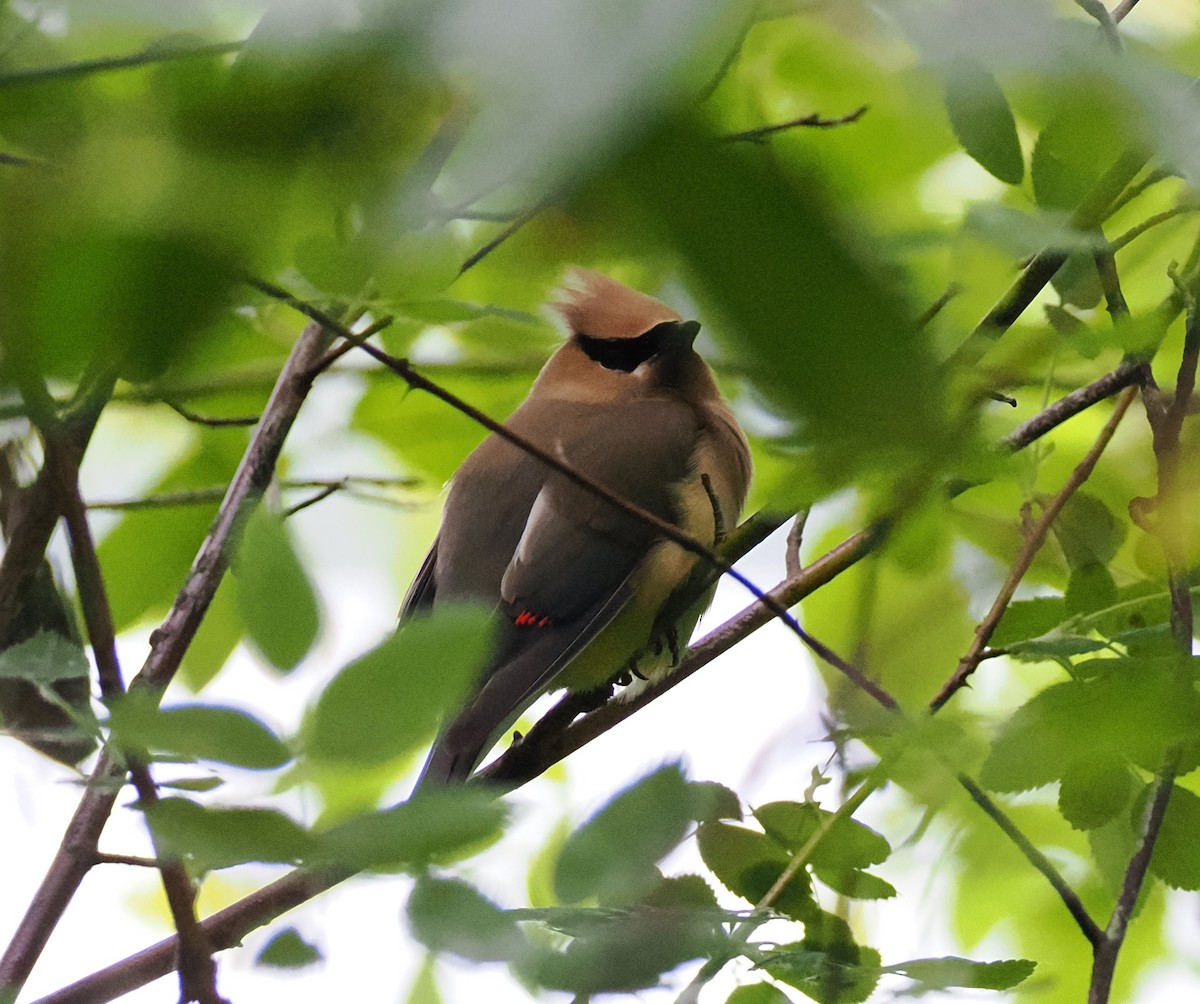 Cedar Waxwing - ML620349740