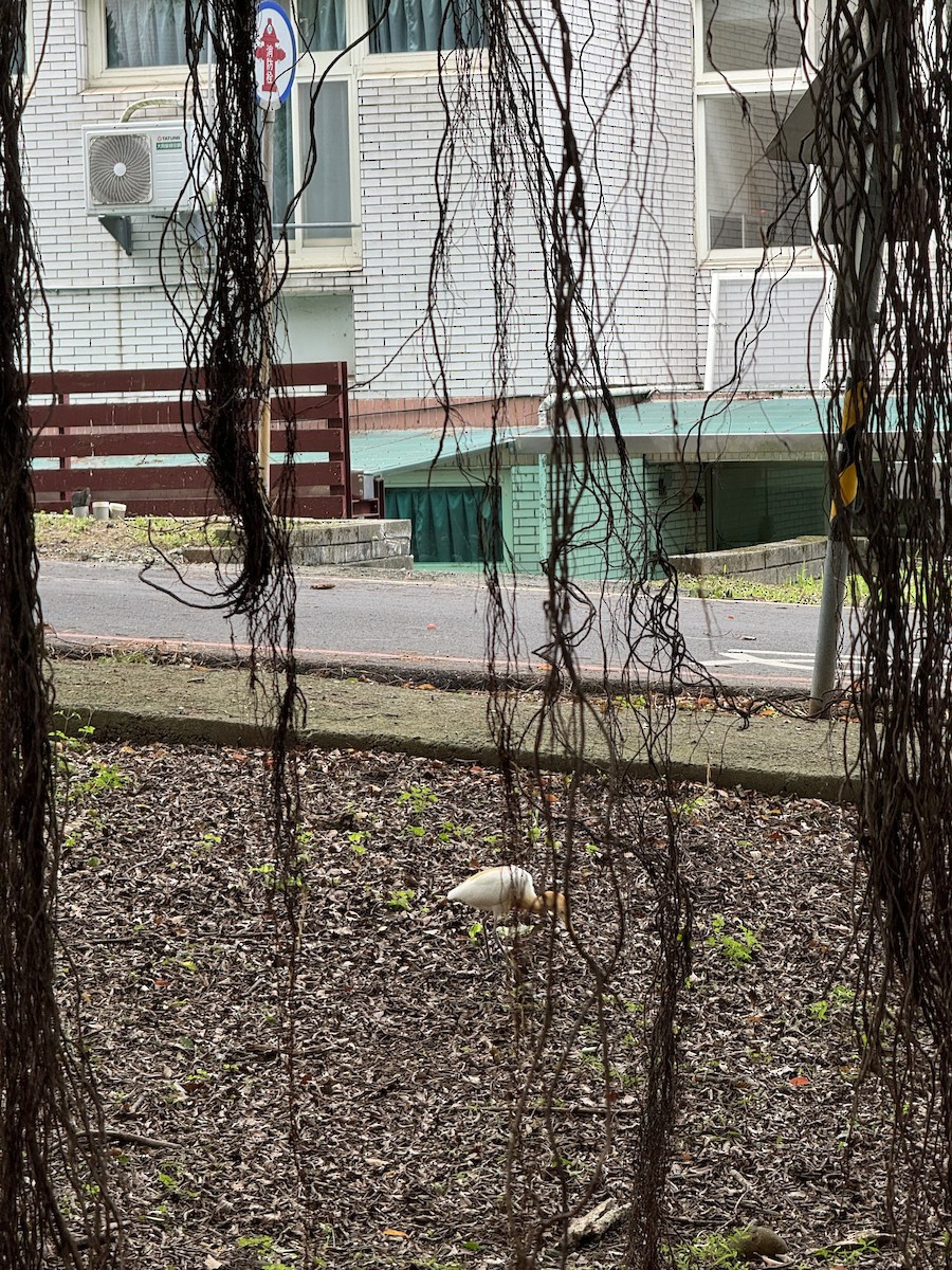 Eastern Cattle Egret - ML620349753