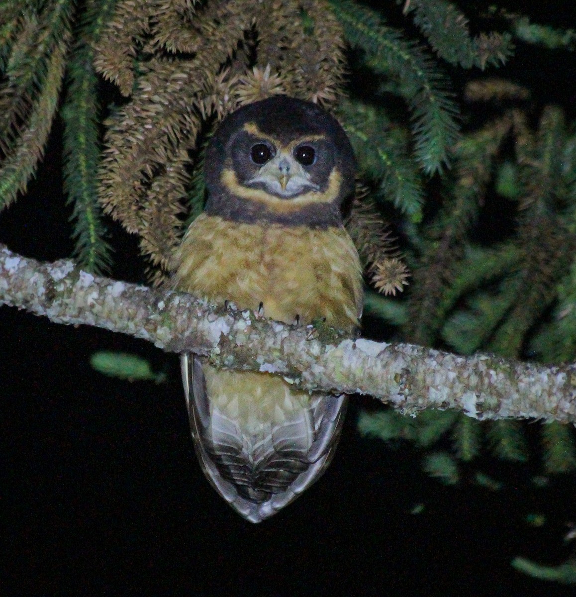 Tawny-browed Owl - ML620349758