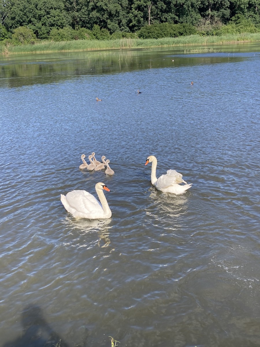 Mute Swan - ML620349763