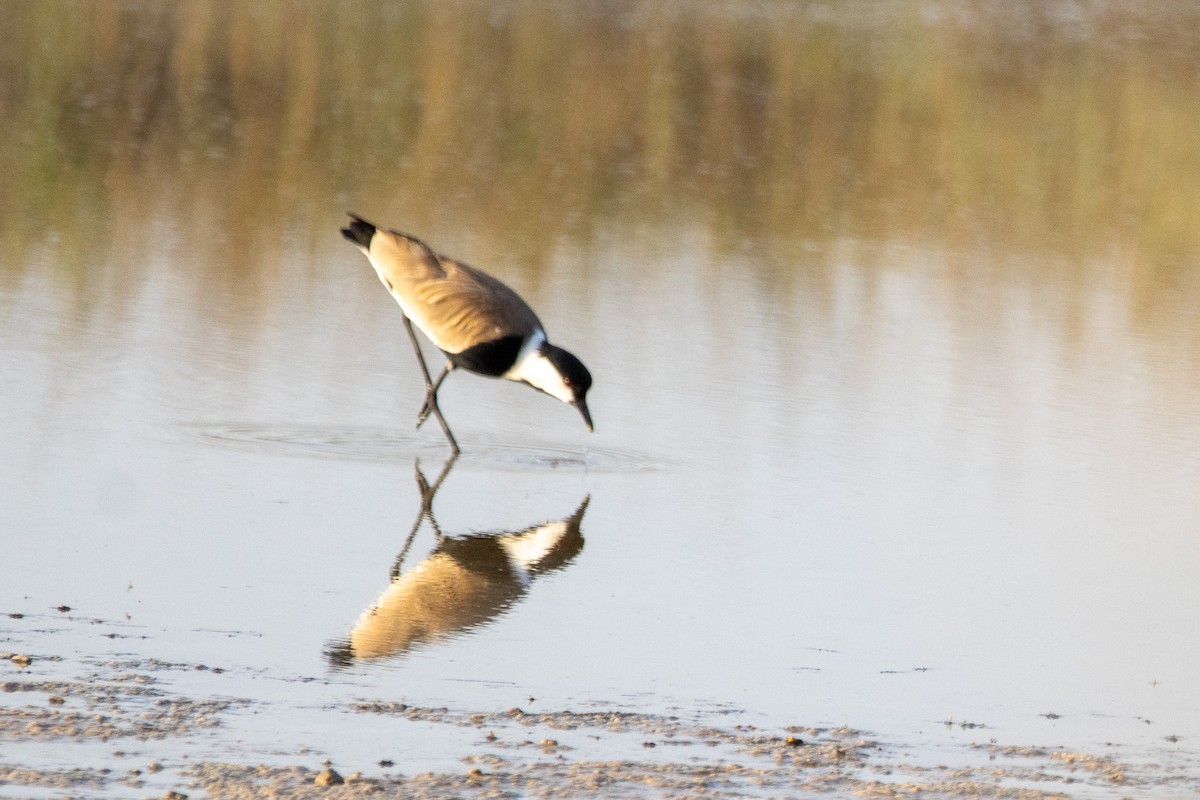 Spur-winged Lapwing - ML620349765