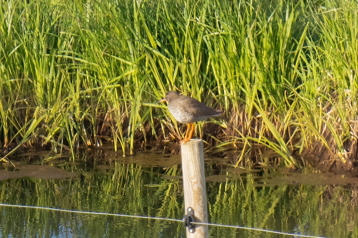 Common Redshank - ML620349767