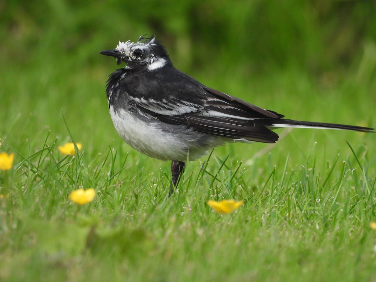 White Wagtail - ML620349772