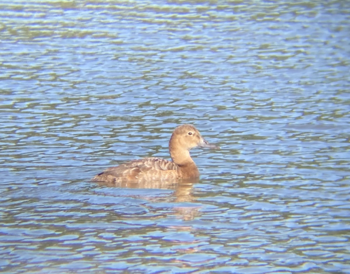 Common Pochard - ML620349773