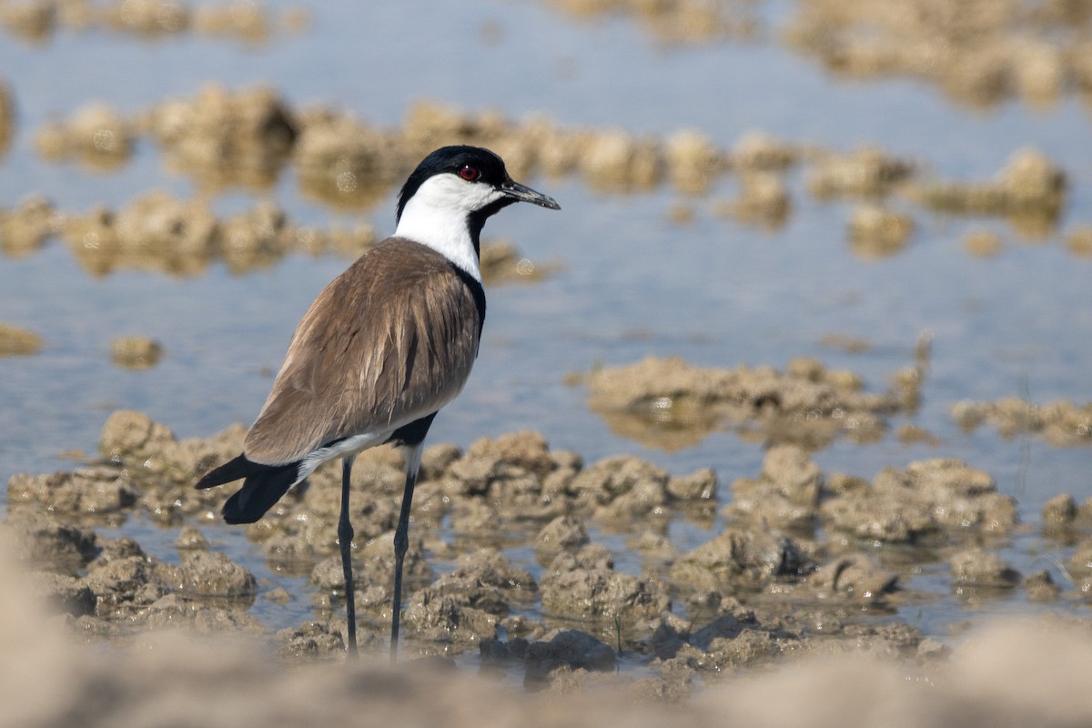 Spur-winged Lapwing - ML620349777
