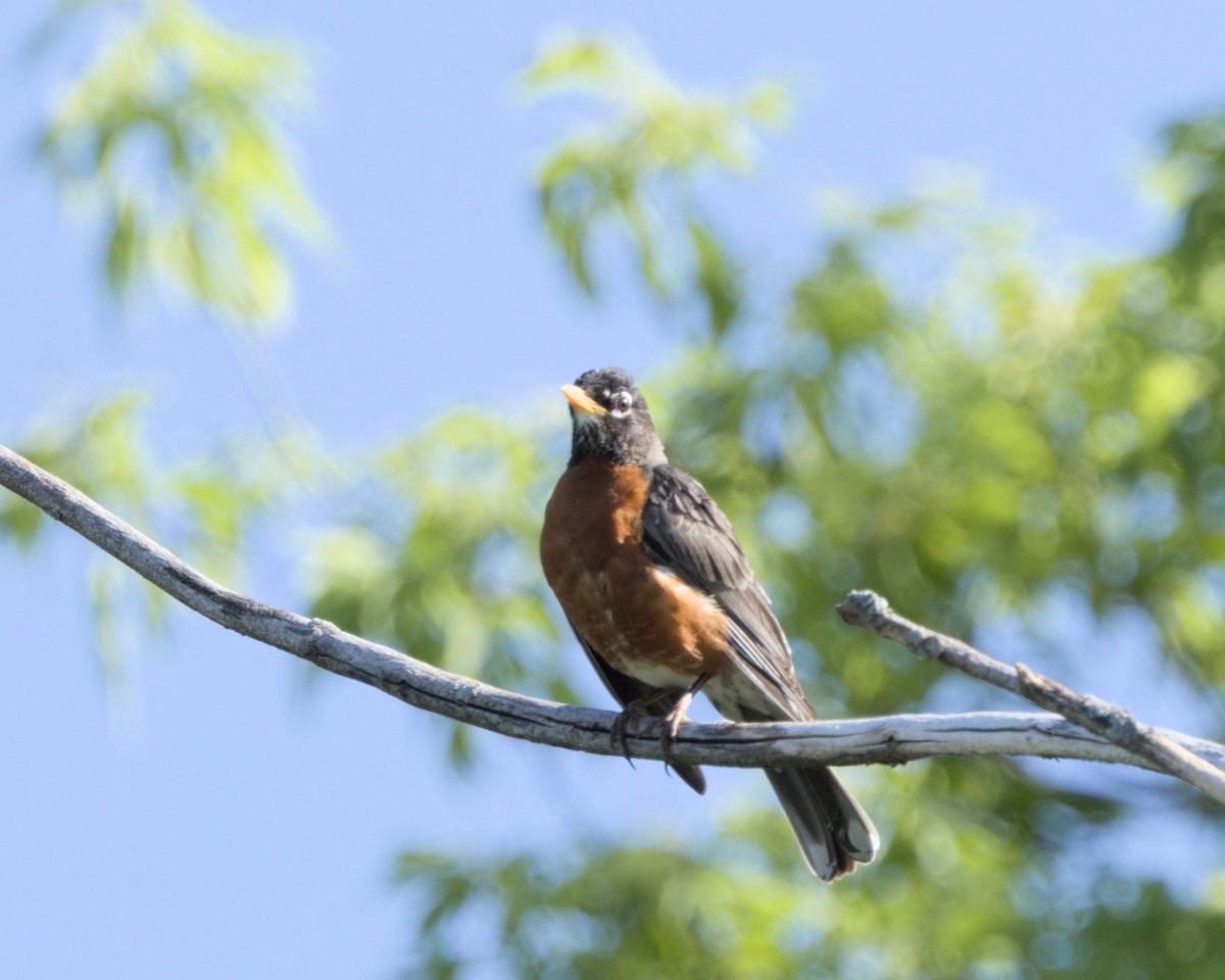 American Robin - ML620349779