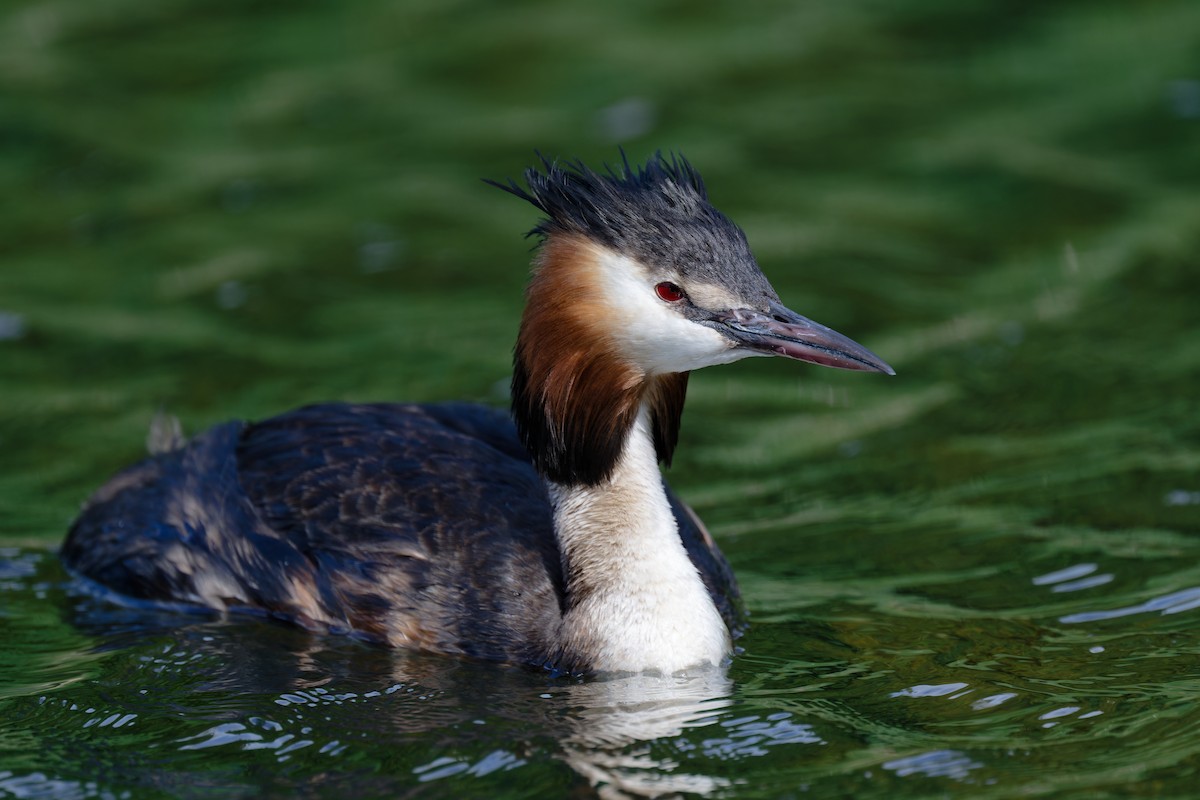 Great Crested Grebe - ML620349780