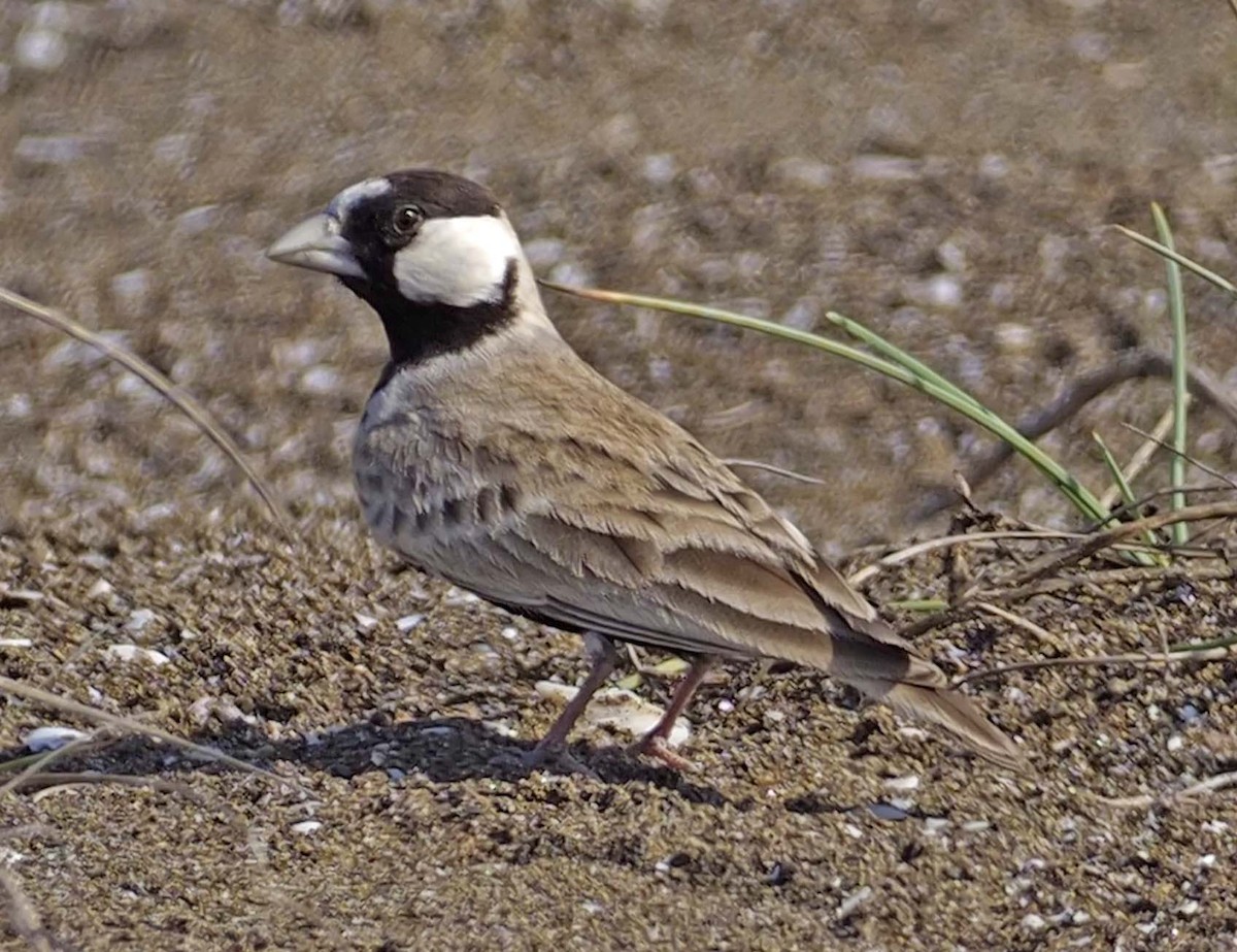Black-crowned Sparrow-Lark - ML620349783