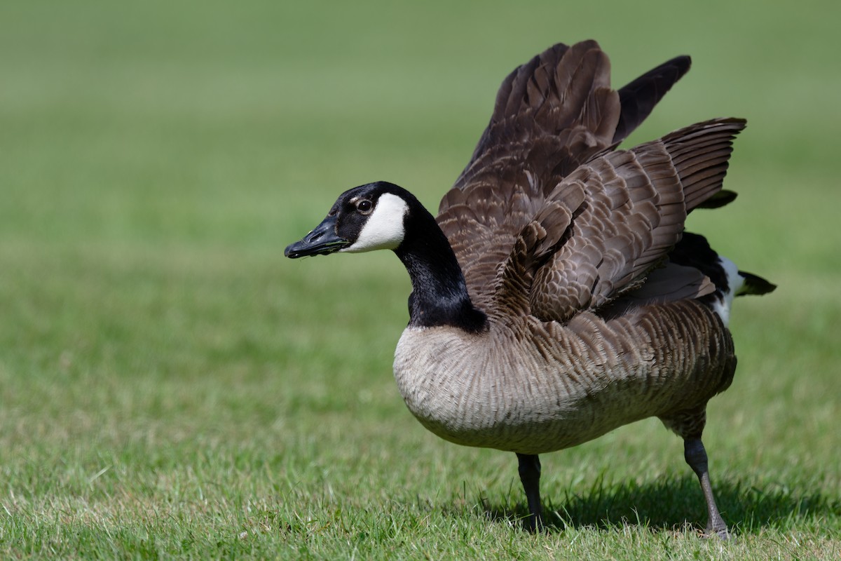 Canada Goose - ML620349791